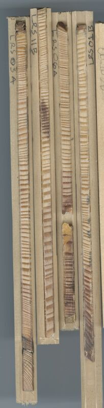 Scan of tree cores